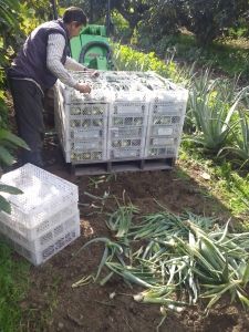 recolección aloe vera