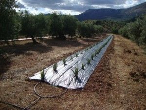 Agrosilvicultura y aloe vera