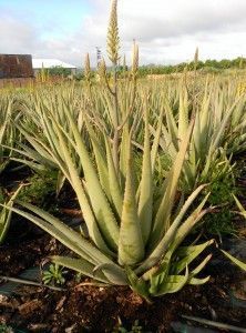 aloe vera